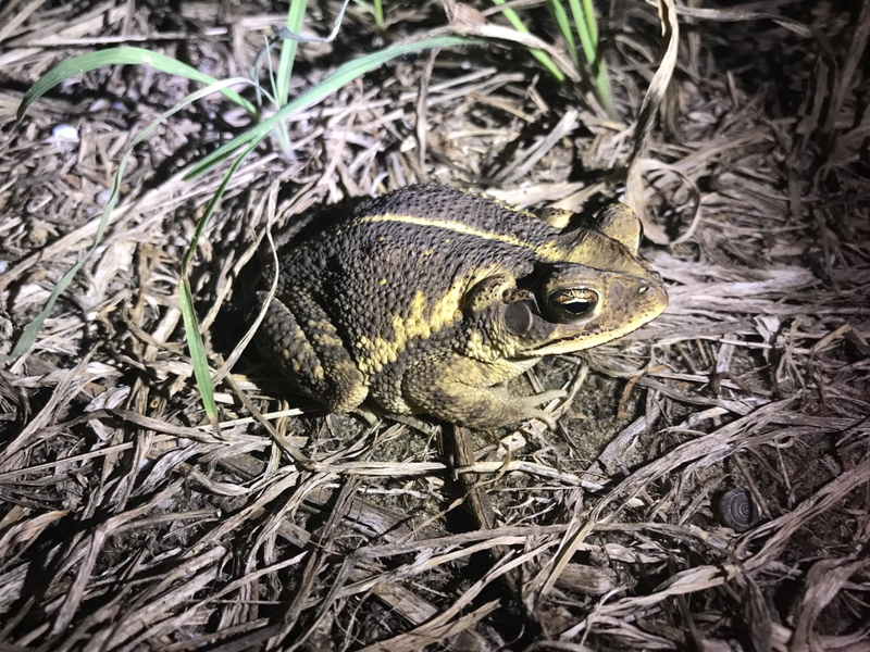 Froglopnik.